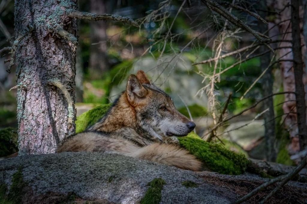 Horská Kvilda - Ubytování U Chvalů Exterior foto